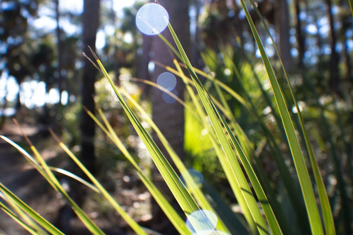 BIOTECH USA Saw Palmetto